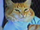 Keyboard Cat (Fatso)