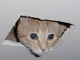 Ceiling Cat