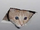 Ceiling Cat