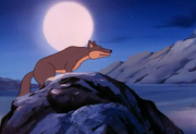 Coyote