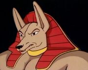 Anubis