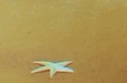 Starfish