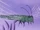 Genomy dragonfly