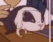 Guinea pig