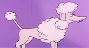 Poodle