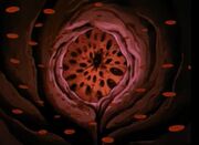 Left ventricle