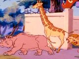 Animals