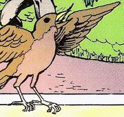 American robin