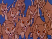 Rats