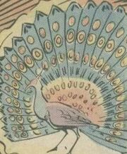 Peacock