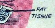 Fat tissue