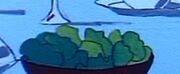 Lettuce
