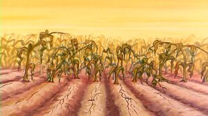 Corn