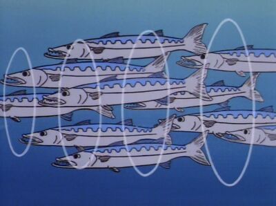 Barracuda