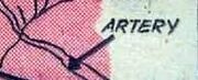 Artery