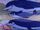Cetacea