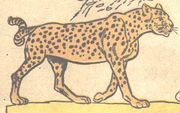 Cheetah