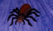 Spider