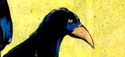 Ravens