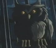 Owls