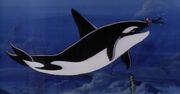 Killerwhale.