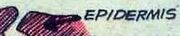 Epidermis