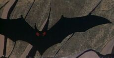 Black bat