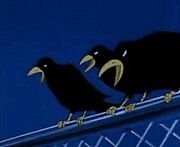 Crows