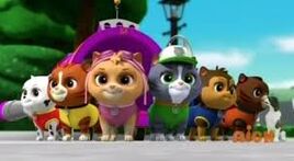 The Kitten Catastrophe Crew