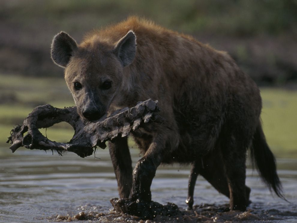 scavenger animals