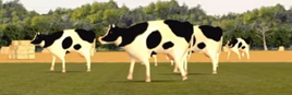 Moo