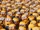 MinionsSpecies.jpg