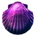 Monetaconchiglia