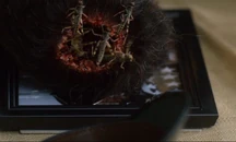 Нашествие саранчи