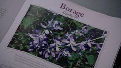 Borage