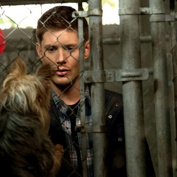 Dog Dean Afternoon Supernatural Wiki Fandom