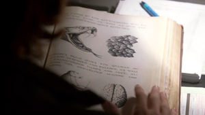Shamanism Spellbook