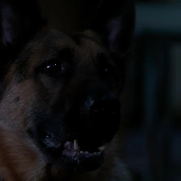 The Colonel Supernatural Wiki Fandom He and sam interview other dogs who witnessed someone killing people and other animals.