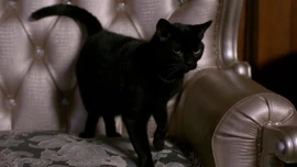 В форме кота