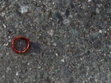 War's ring