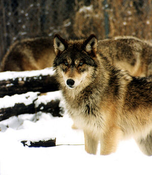 Gray wolf