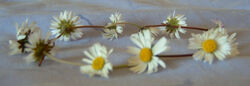 Daisy chain wiki