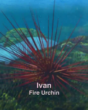 Ivan Surf S Up Wiki Fandom Ivan Surf S Up Wiki Fandom