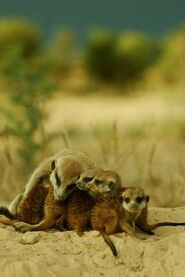 Enili cuando era bebe, junto a sus hermanos de camada y su madre, Ella