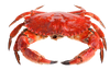 Crab PNG46