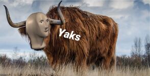 yaks