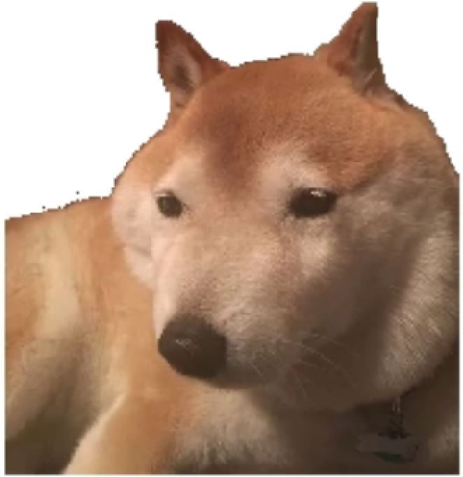 Shiba Inu  The Fandom Post