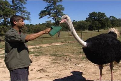 ostrich size comparison