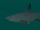Bull Shark