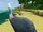 Cassowary